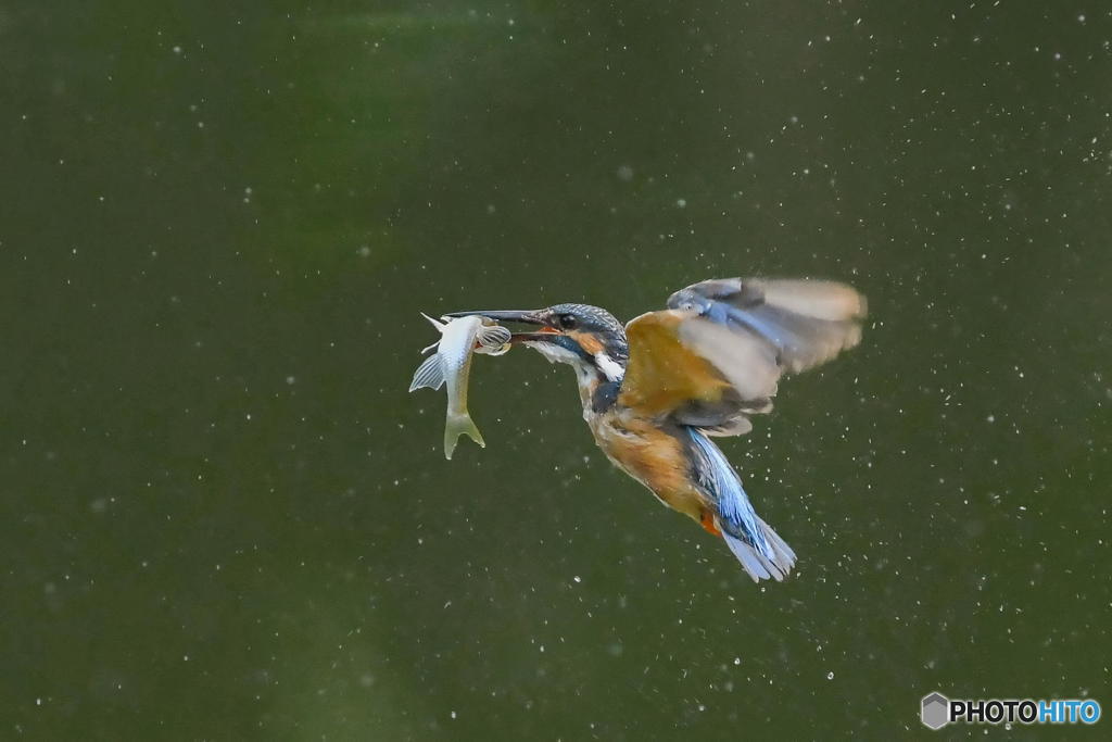 ９月３日のカワセミ　１