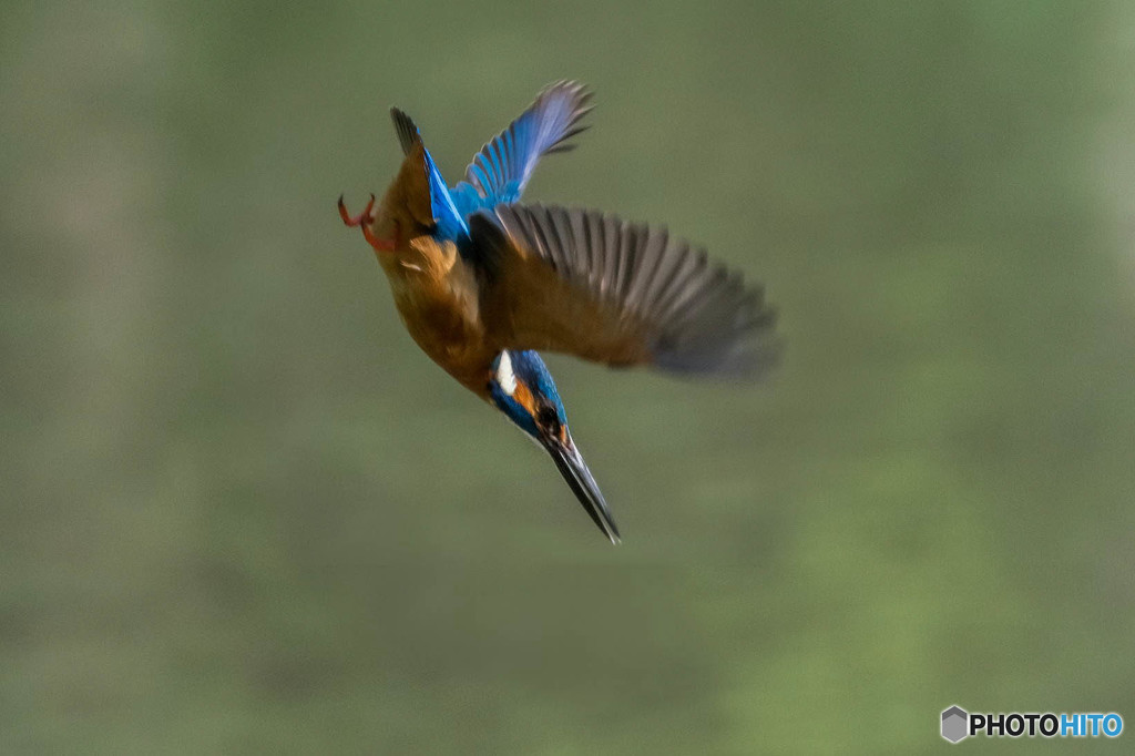 ４月１５日のカワセミ　１