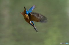 ４月１５日のカワセミ　１