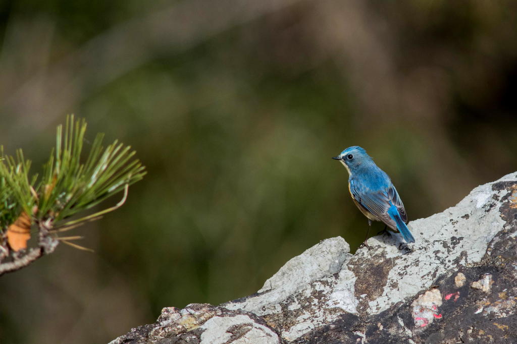 岩の上に乗ったルリビタキ♂　その１