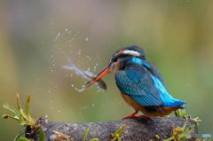 ３月１０日のカワセミ