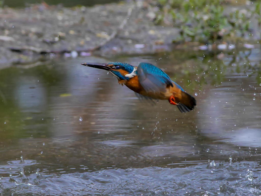 4月12日のカワセミ　２