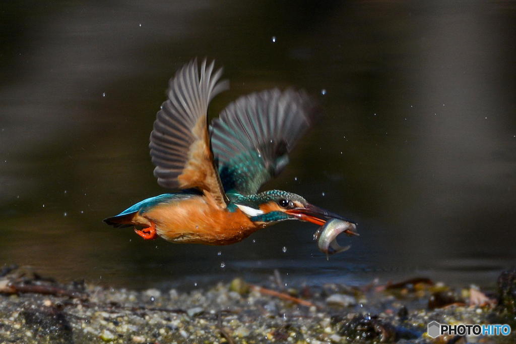 ２月８日のカワセミ　２