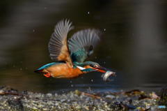 ２月８日のカワセミ　２