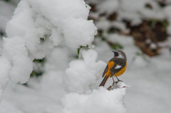 雪ジョウビ♂