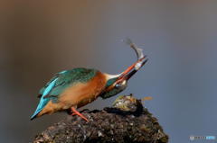 ２月15日は蔵出しのカワセミ　２