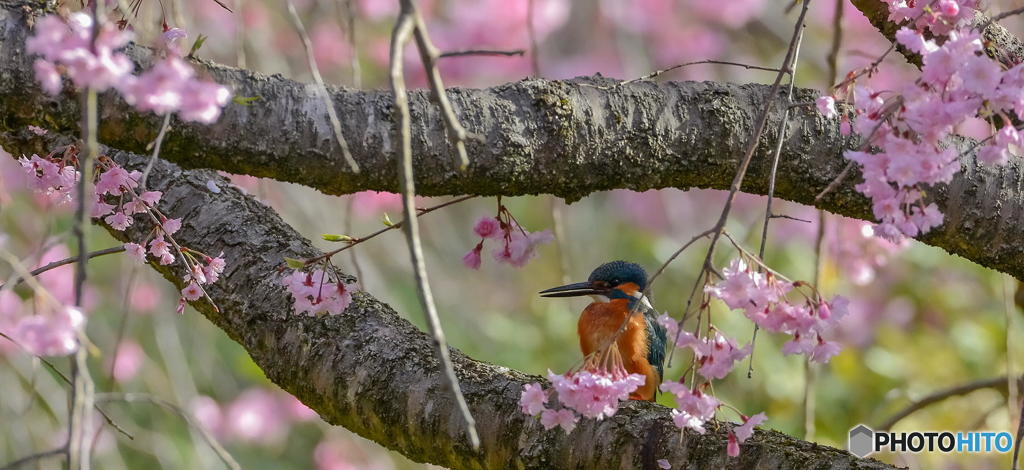 ４月７日は蔵出しのカワセミ