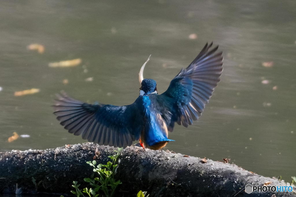 ４月１５日のカワセミ　２