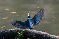 ４月１５日のカワセミ　２