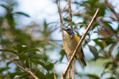 12月のルリビタキ♂