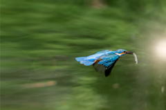 ５月７日は蔵出しのカワセミ　３