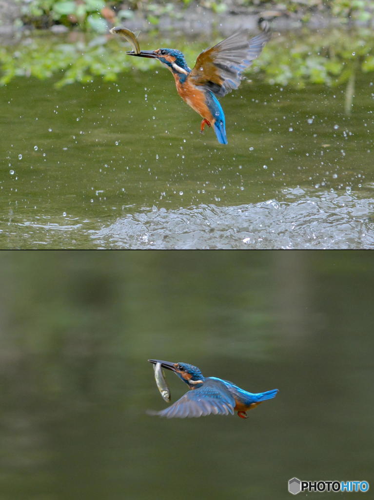 １０月１日は蔵出しのカワセミ　１
