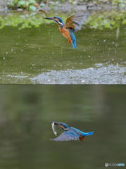 １０月１日は蔵出しのカワセミ　１