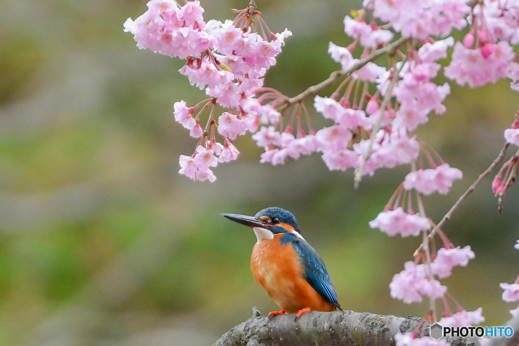 ４月８日のカワセミ　２