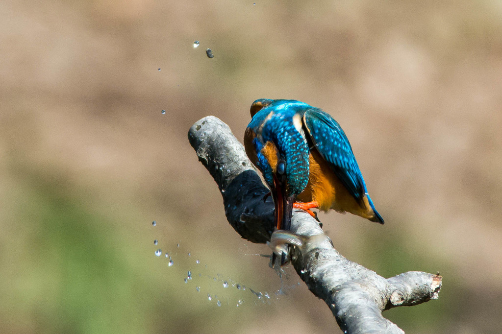 3月24日のカワセミ