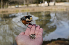 手乗りヤマガラ１