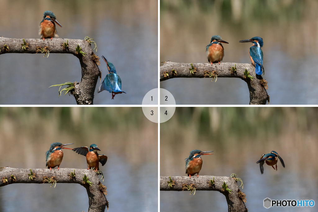 ３月24日のカワセミ