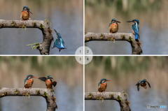 ３月24日のカワセミ