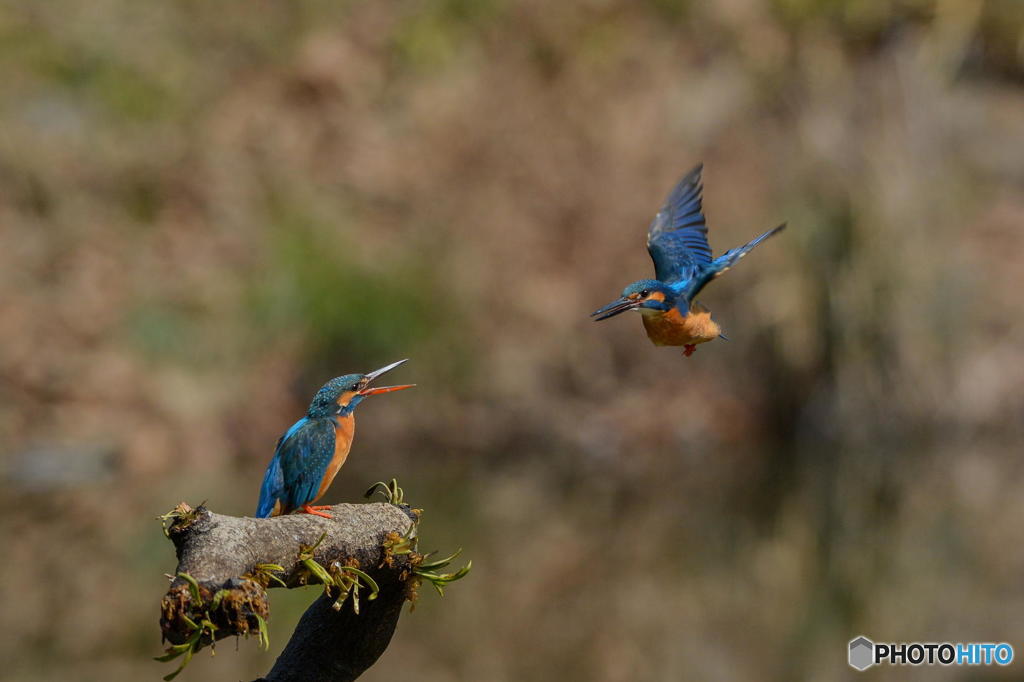 ３月２８日のカワセミ　１