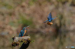 ３月２８日のカワセミ　１