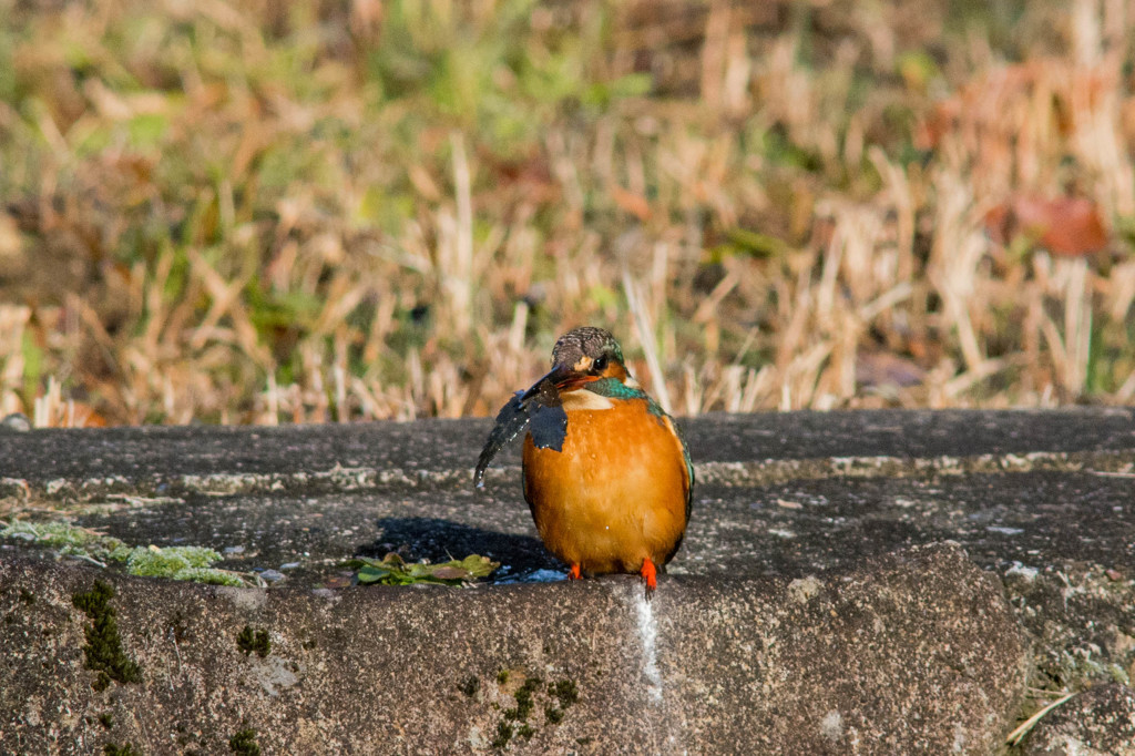 咥えてはみたけれど　その３
