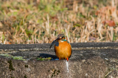 咥えてはみたけれど　その３