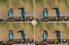 3月21日は蔵出しのカワセミ