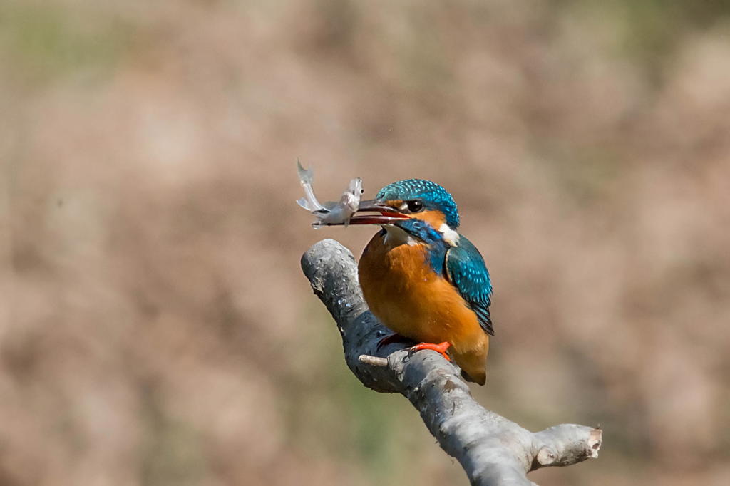 こちらもいつものカワセミフィールドにて