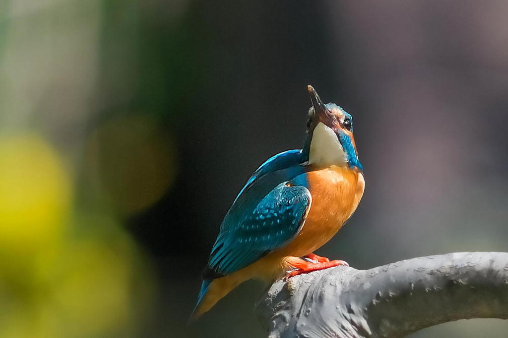 ５月７日は蔵出しのカワセミ　１