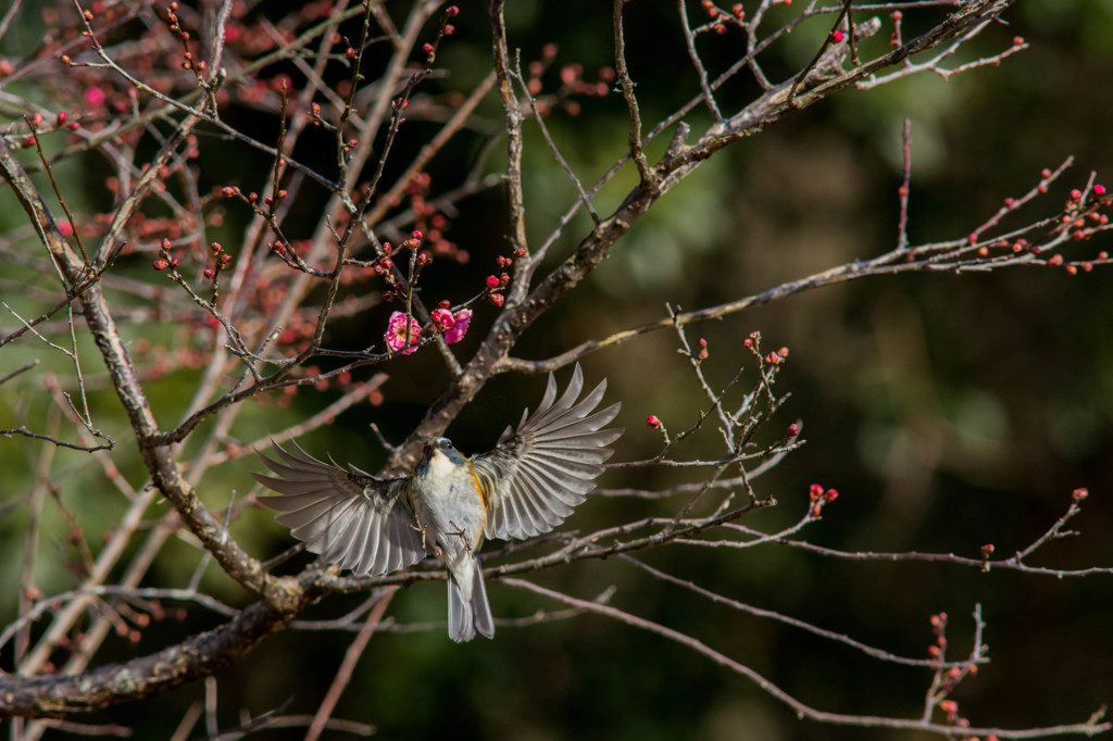 梅花とルリビタキ♂　その３