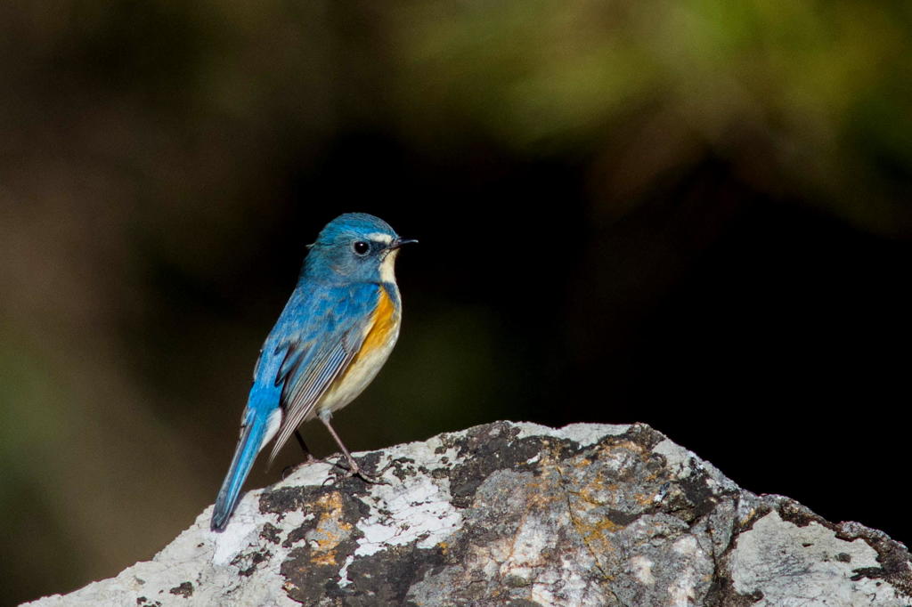 岩の上に乗ったルリビタキ♂　その２
