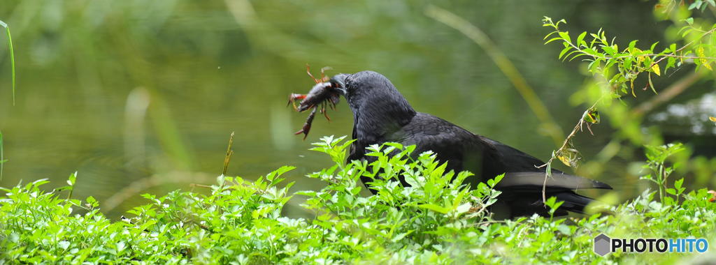8月2日　カラスとザリガニ