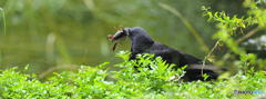 8月2日　カラスとザリガニ