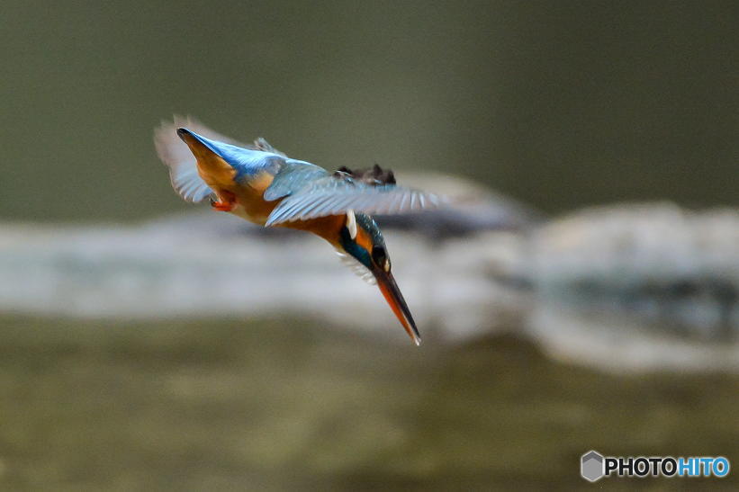 ２月１７日のカワセミ　１