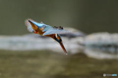 ２月１７日のカワセミ　１