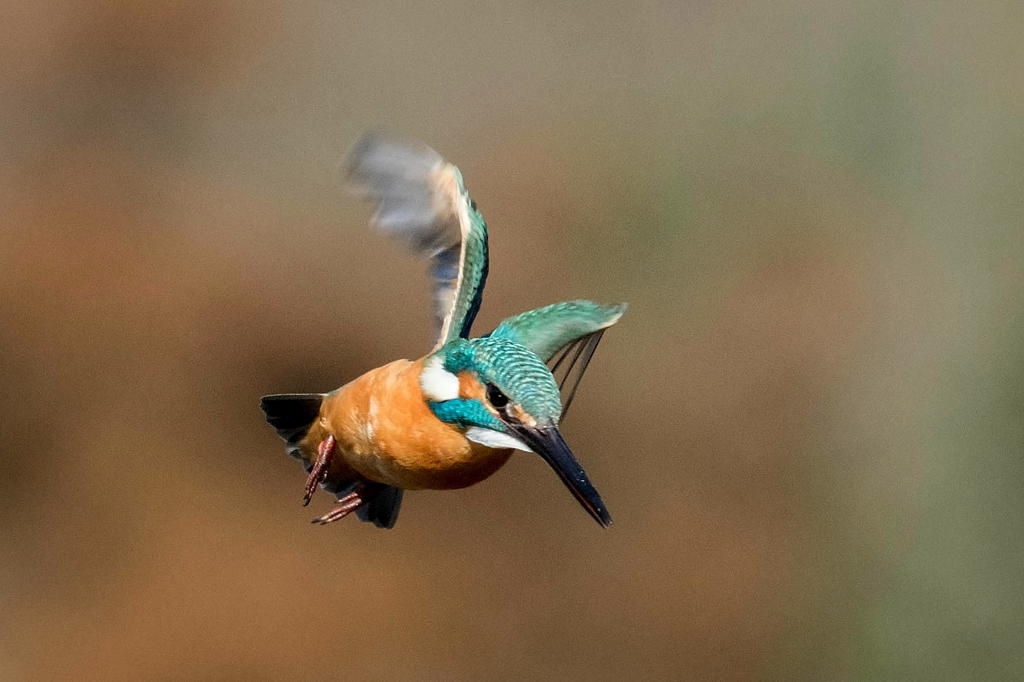 ホバリング番外編２