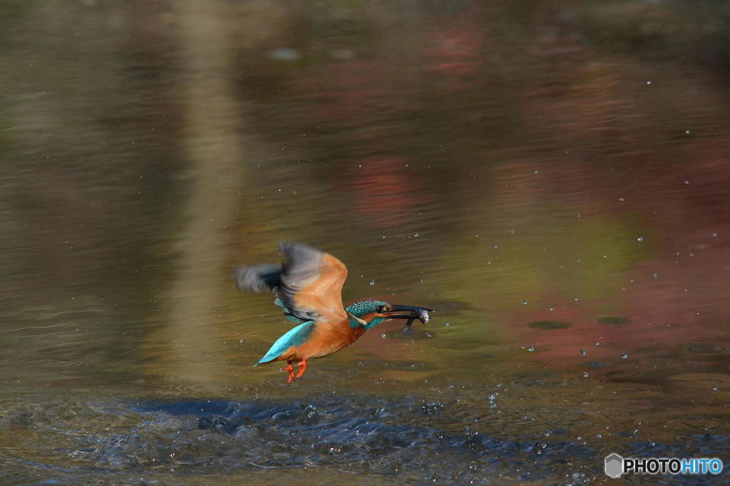 １２月３日は蔵出しのカワセミ　２