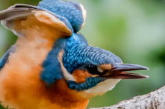 ５月１９日は蔵出しのカワセミ　２