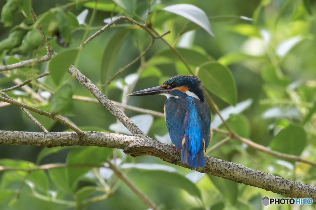 ６月６日のカワセミ　２