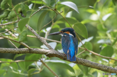 ６月６日のカワセミ　２