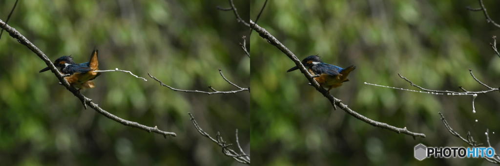 ９月７日のカワセミ　１