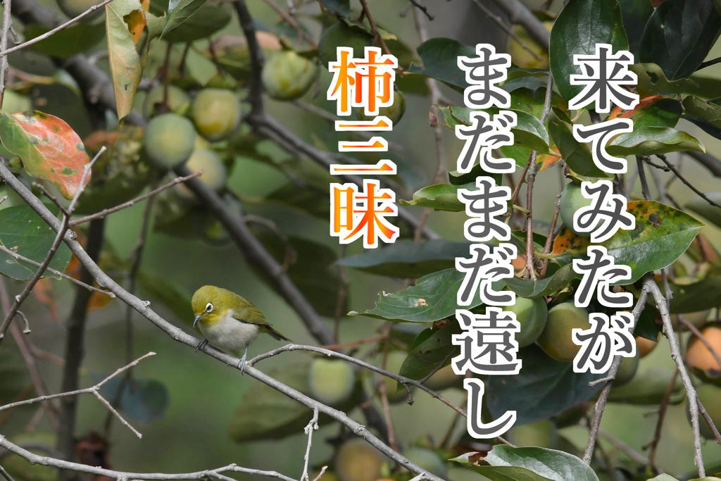 ９月15日のメジロ
