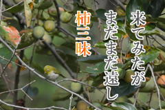 ９月15日のメジロ