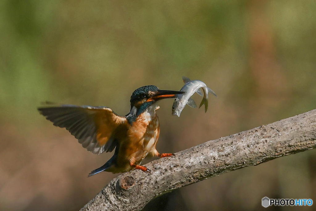 ９月１日のカワセミ　２