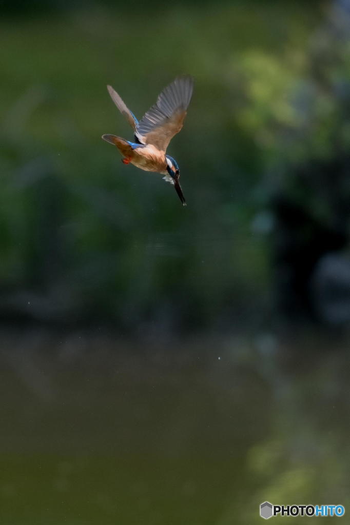 ５月１日のカワセミ　１