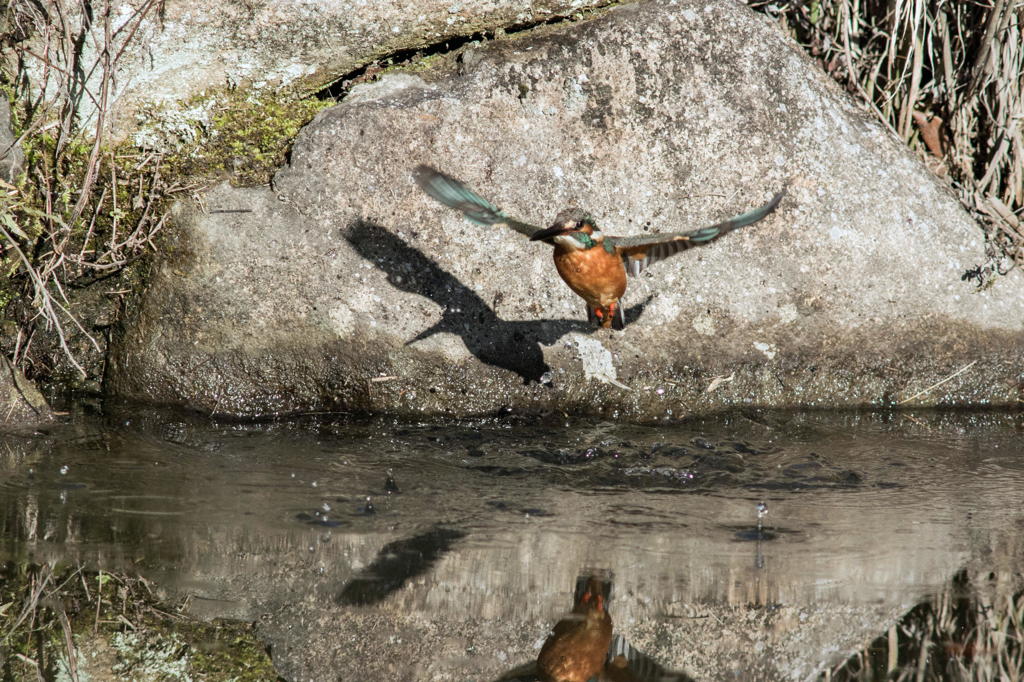 カワセミ　その１