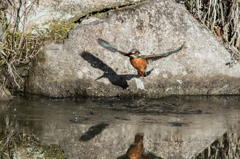 カワセミ　その１