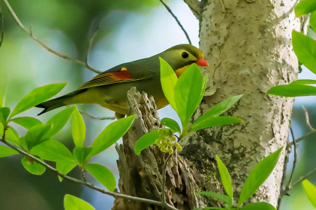 ５月１１日のソウシチョウ