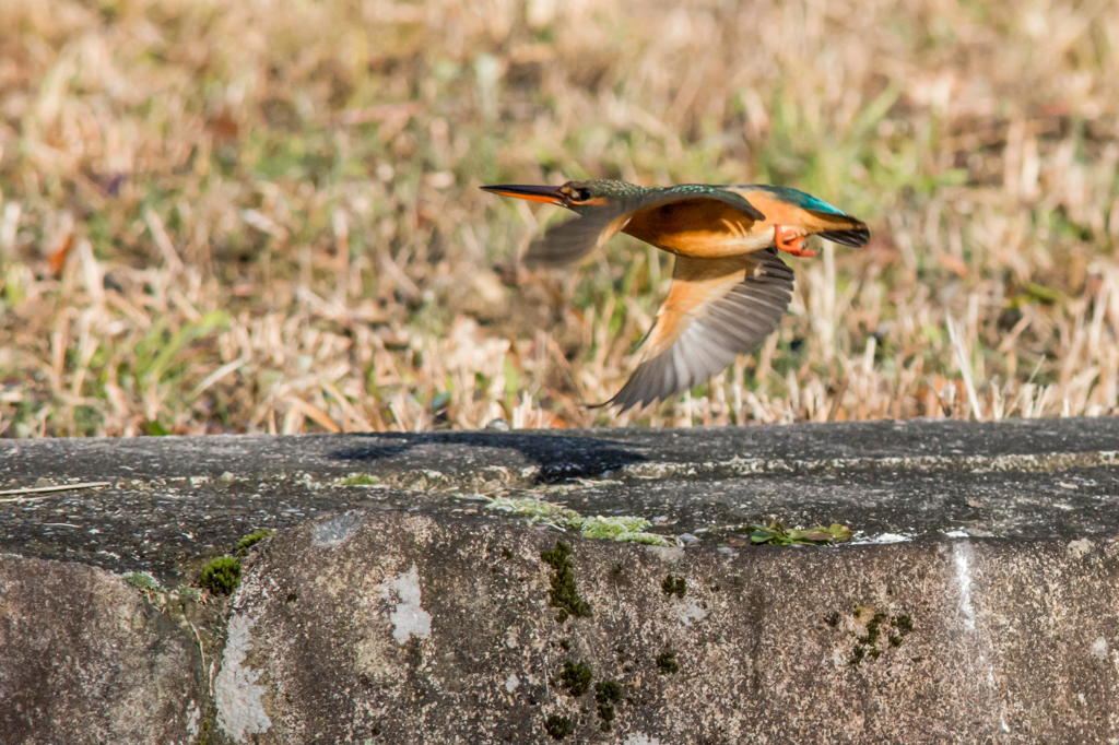 オスのテリトリーにご婦人が訪問　３