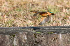 オスのテリトリーにご婦人が訪問　３